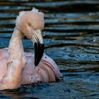 Chile-Flamingo 005 