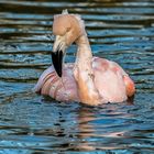 Chile Flamingo