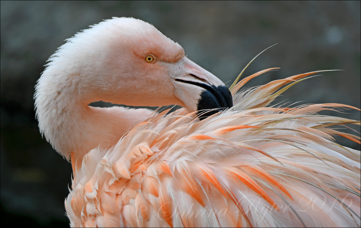 Chile-Flamingo