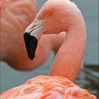 Chile-Flamingo (2)