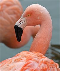 Chile-Flamingo (2)