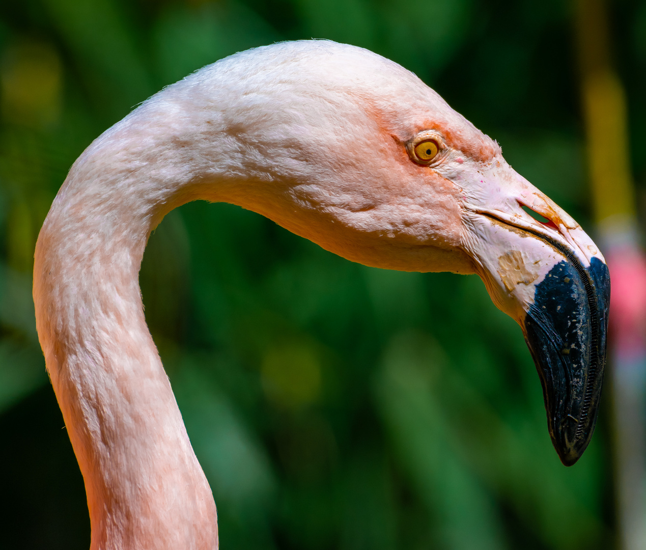 Chile-Flamingo