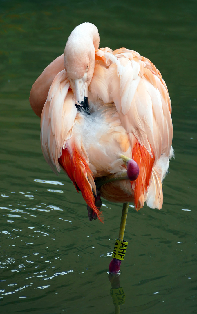 Chile-Flamingo