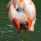 Chile-Flamingo
