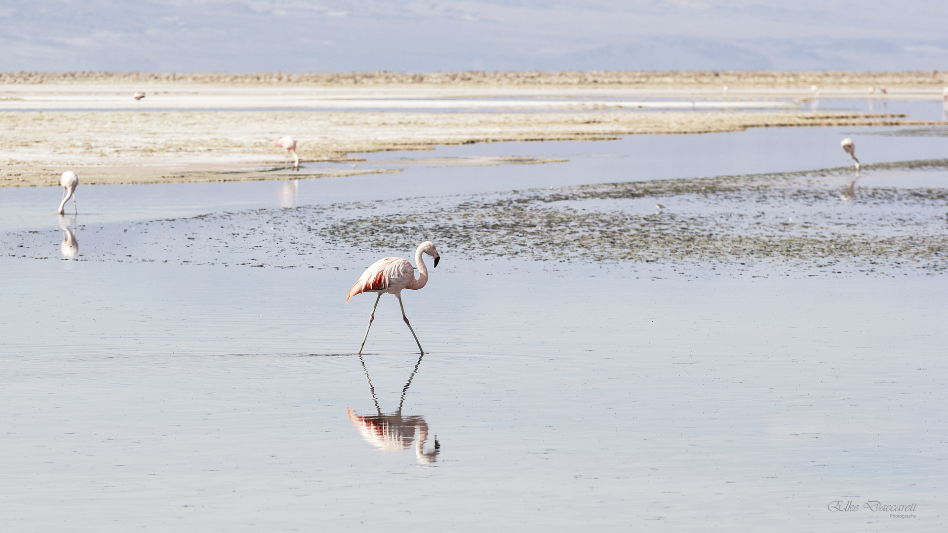 Chile-Flamingo im Salzsee von Atacama