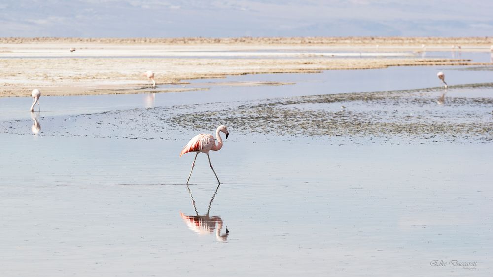 Chile-Flamingo im Salzsee von Atacama