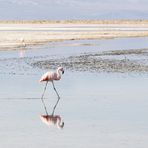 Chile-Flamingo im Salzsee von Atacama