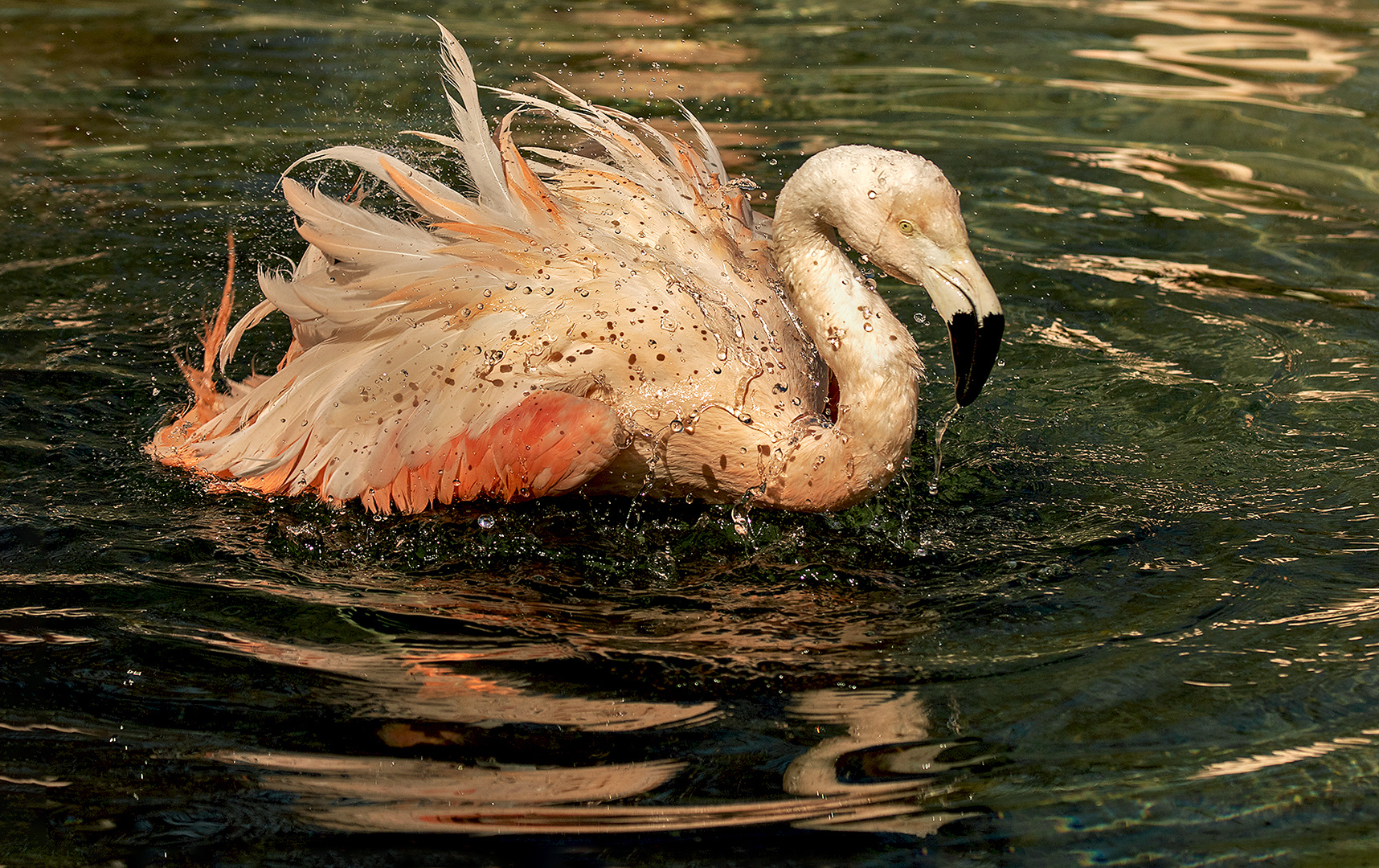 Chile Flamingo Spiegelbild 003 