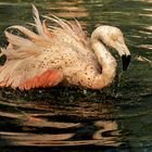 Chile Flamingo Spiegelbild 003 