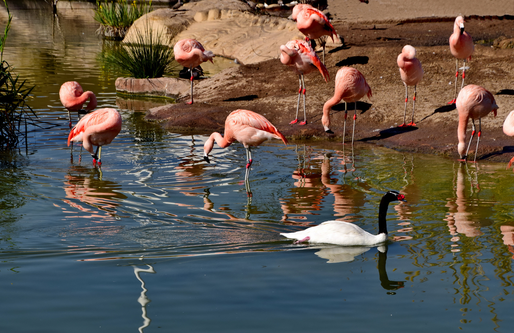 Chile Flamingos und patagonischer Schwarzhalsschwan