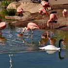 Chile Flamingos und patagonischer Schwarzhalsschwan