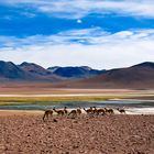 Chile Hochland in der Atacama