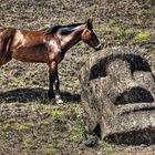 Chile - Isla de Pascua