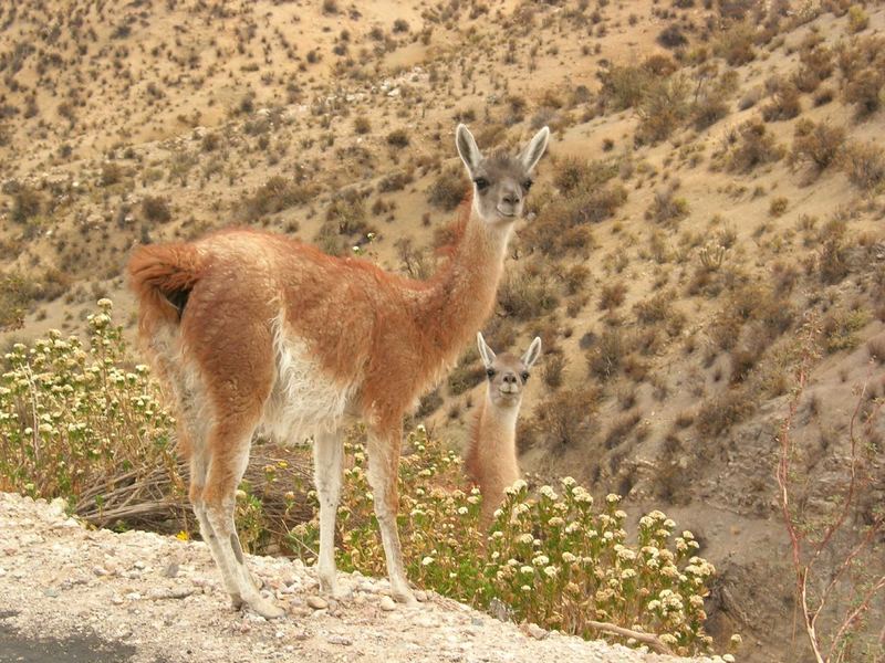 Chile - Lächelnde Guanakos als Wegbegleiter