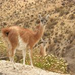 Chile - Lächelnde Guanakos als Wegbegleiter