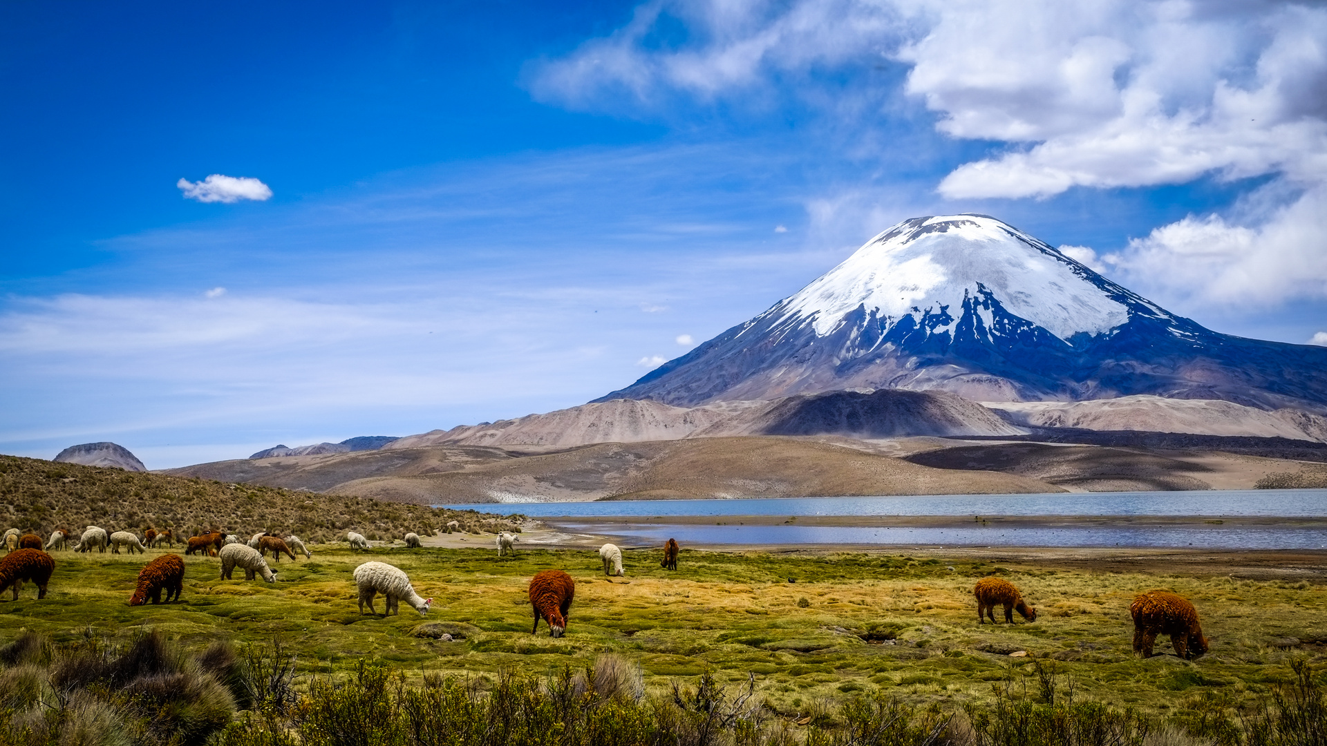 Chile | Lago Chungará