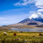 Chile | Lago Chungará