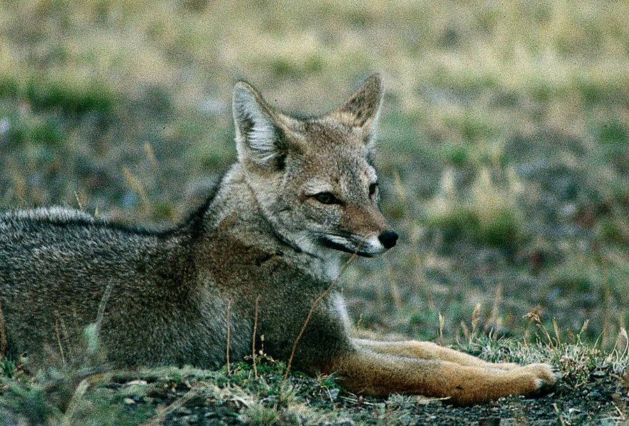 CHILE Magellan Fuchs