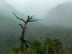 Chile: Nebelwald a.d. Carretera Austral