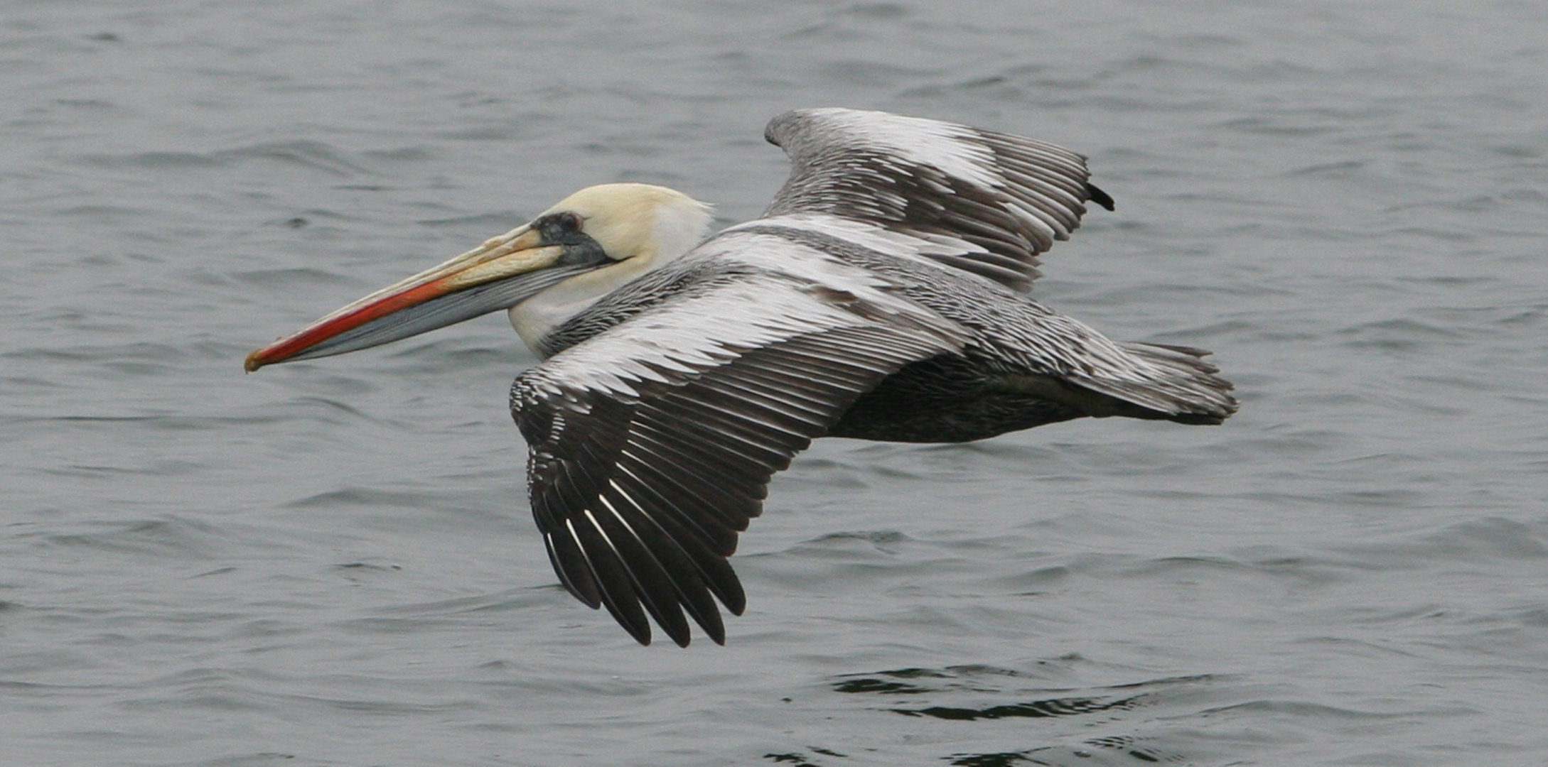 Chile - Pelikan