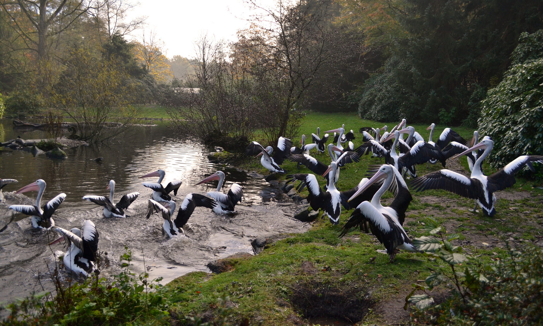 Chile-Pelikan-Gruppe im Vogelpark Walsrode