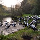 Chile-Pelikan-Gruppe im Vogelpark Walsrode