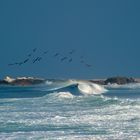 Chile: Pelikane am Pazifik