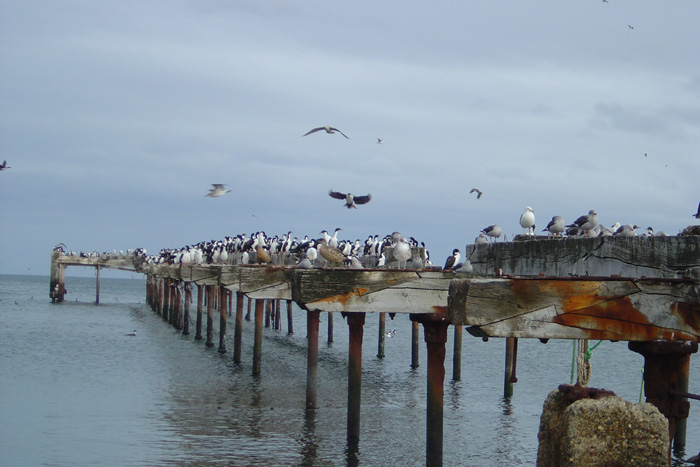 Chile - Punta Arenas (Magellan Strasse)