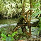 Chile: Regenwald Patagonien