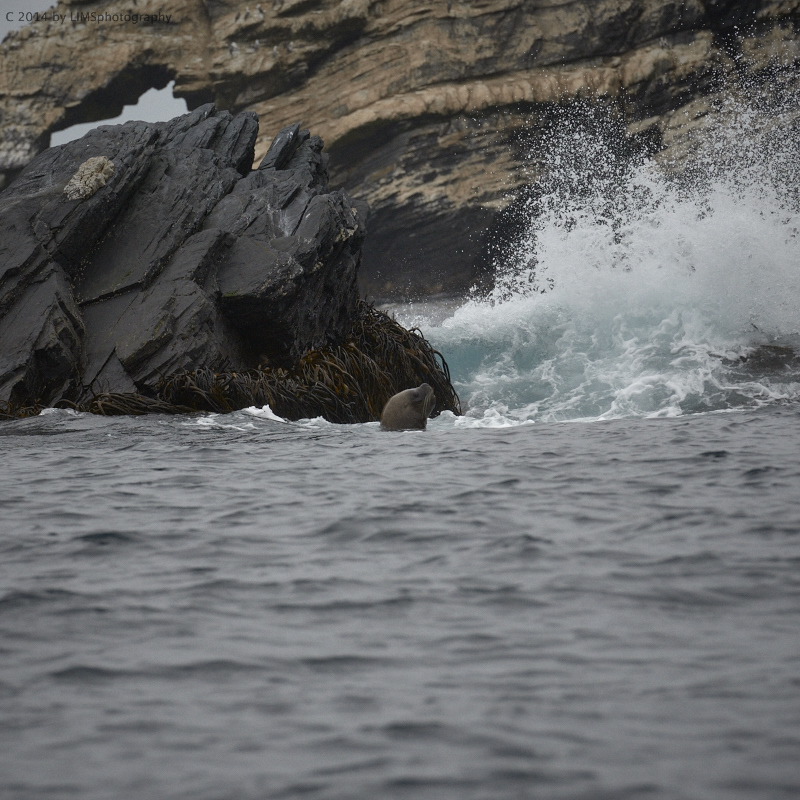 Chile ... sea lions ... no1