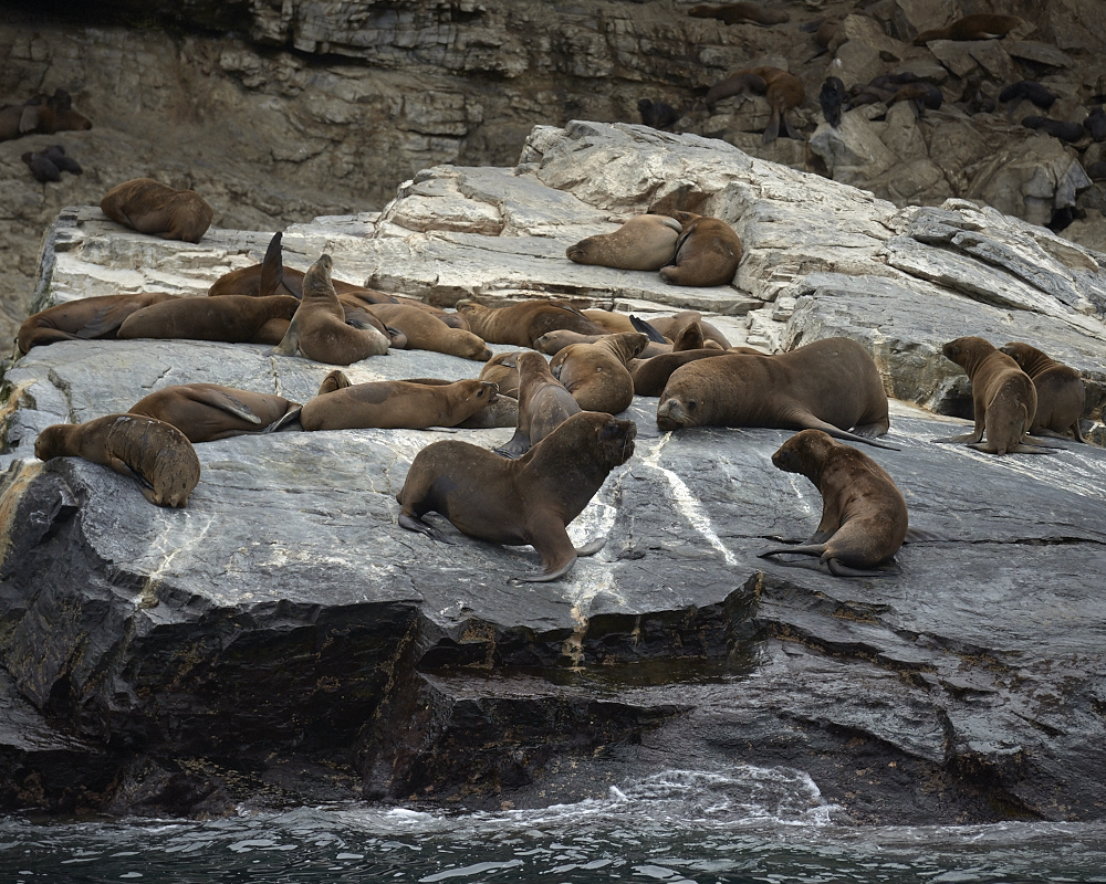 Chile ... sea lions ... no2