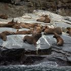 Chile ... sea lions ... no2