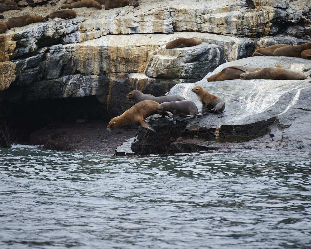 Chile ... sea lions ... no3 ... jump