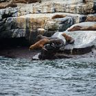 Chile ... sea lions ... no3 ... jump