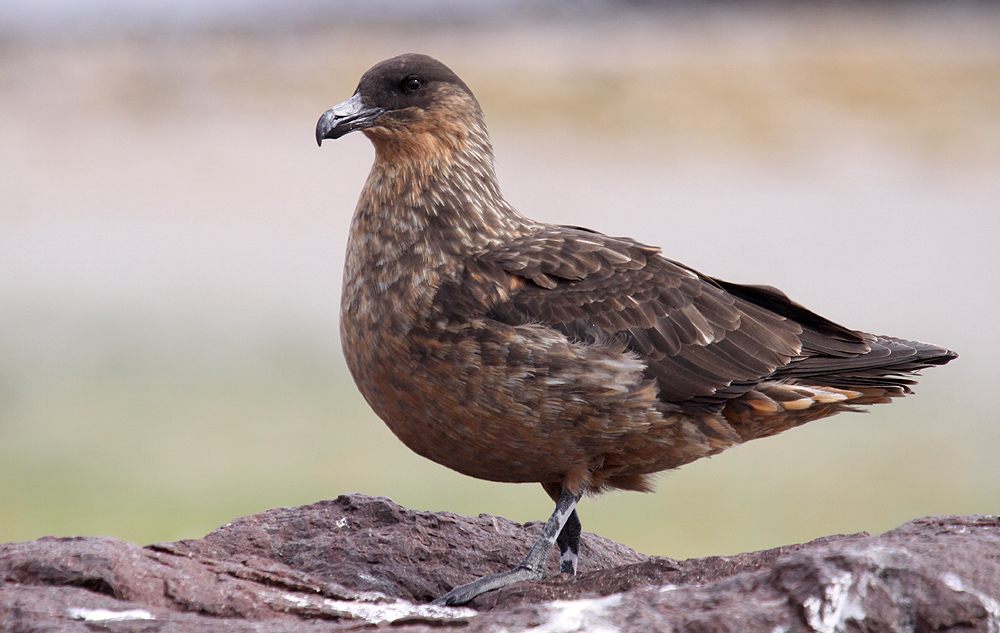 Chile-Skua