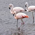 Chilean Flamingo