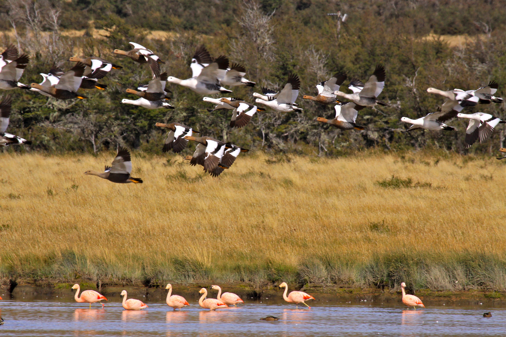 Chilean Flamingo and Upland Goose