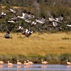 Chilean Flamingo and Upland Goose