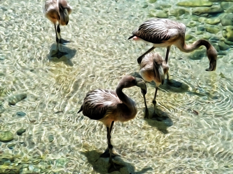 Chilean Flamingo Baby`s (Jungtiere)