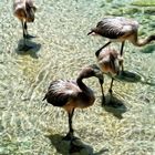 Chilean Flamingo Baby`s (Jungtiere)