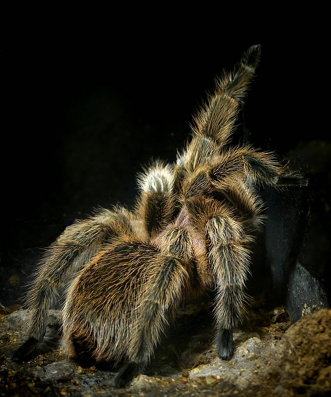 Chilean Tarantula