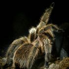 Chilean Tarantula