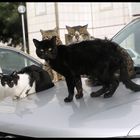 chiled cats on warm car