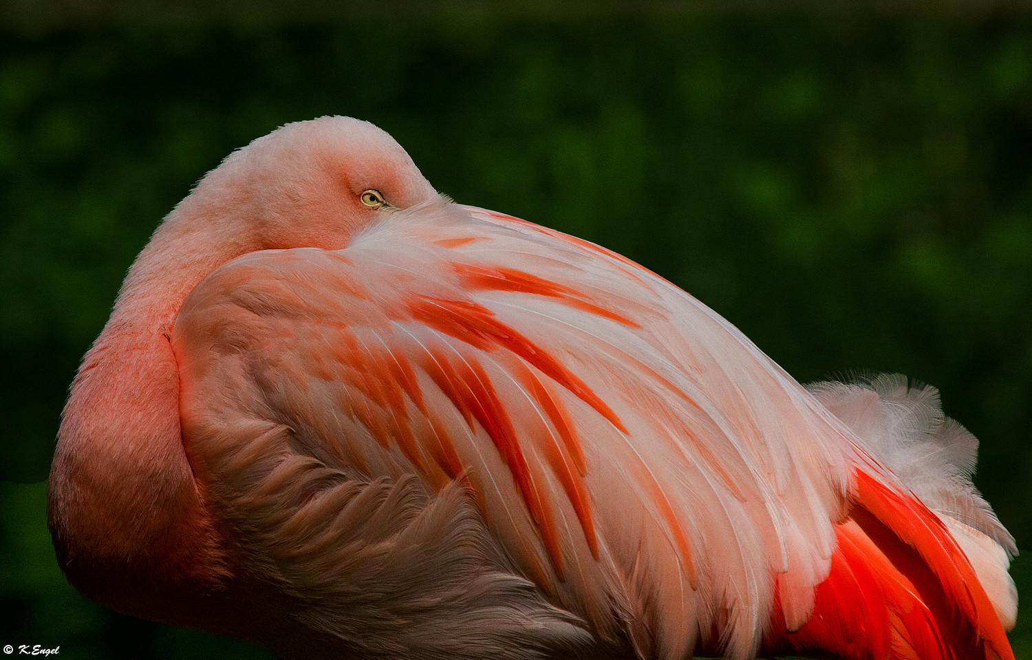 Chileflamingo