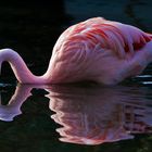 Chileflamingo