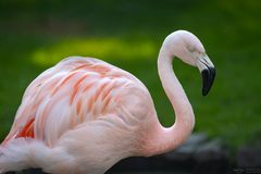 Chileflamingo