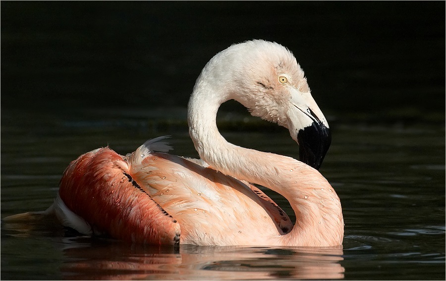 Chileflamingo beim Baden