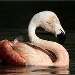 Chileflamingo beim Baden