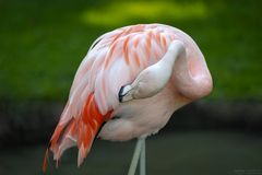 Chileflamingo Gefiederpflege