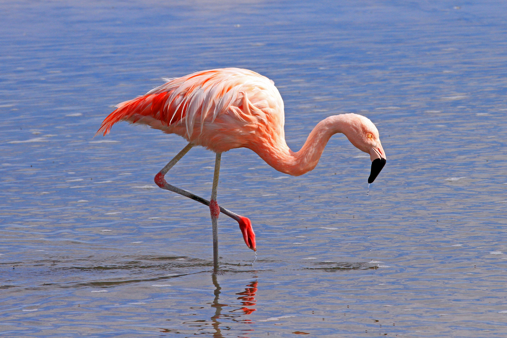 Chileflamingo (Phoenicopterus chilensis), Laguna Miscanti,Bolivien